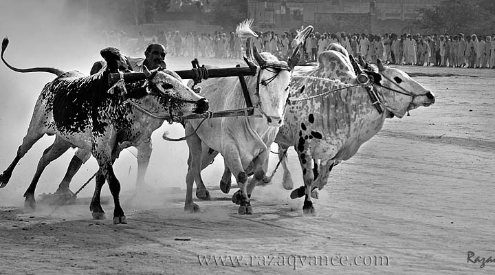 BULL CART RACE CULTURE IN ASIA