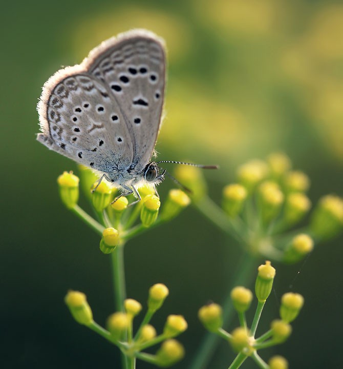WONDERFUL NATURE