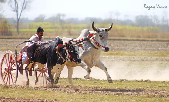 ASIAN BULL CART RACE