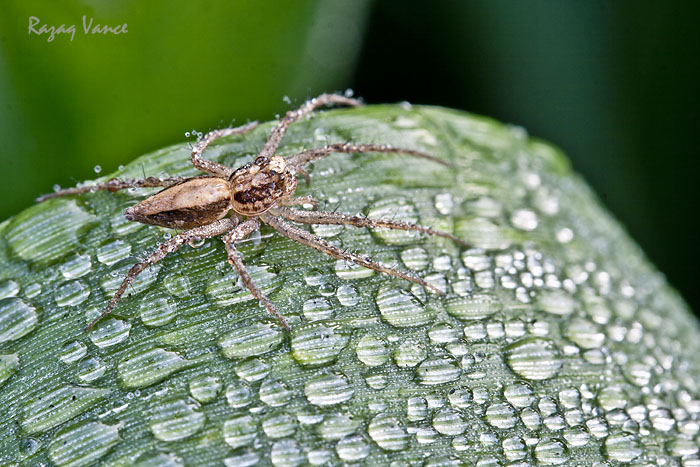 SPIDER IN THE MORNING