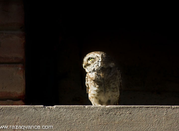 New Habitat and New Perspectives in Nature Photography