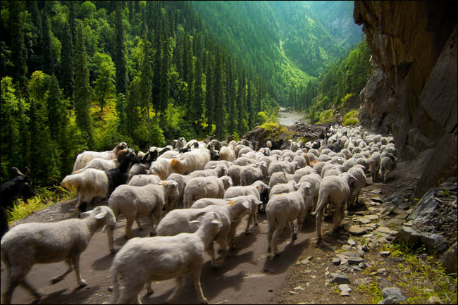 SHEEPS ON THE ROAD IN NEELUM VALLEY KASHMIR