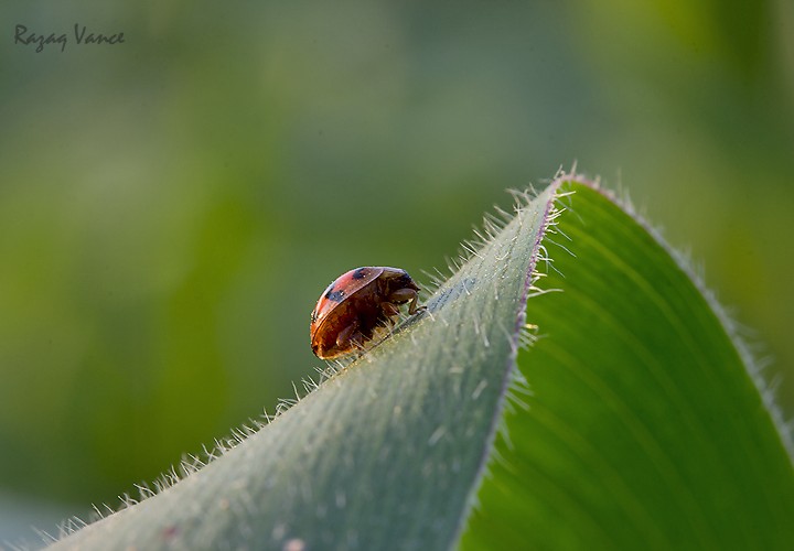 THE BEETLE