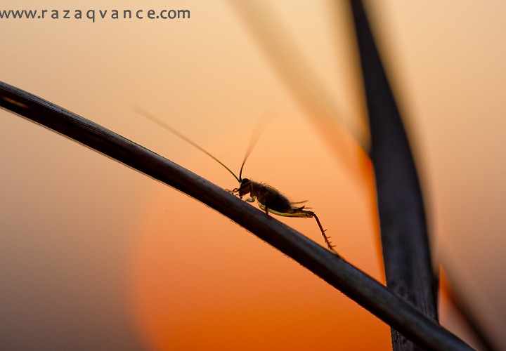 AT THE SUNSET - MACRO PHOTOGRAPHY