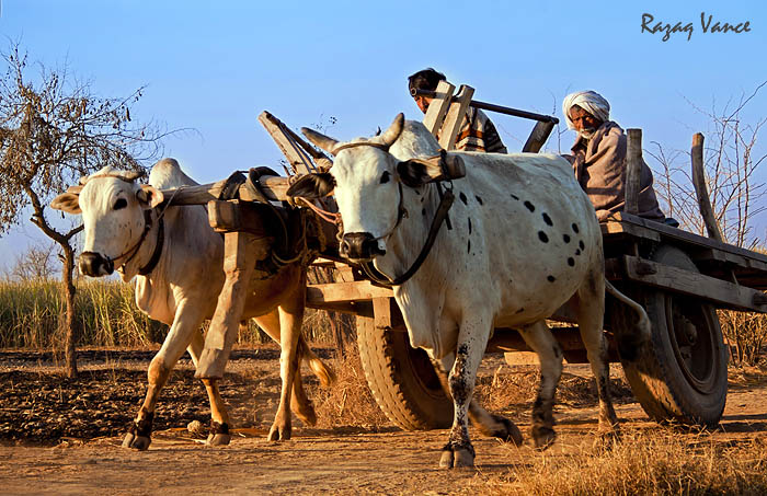 BUSY WINTER MORNING IN THE LIFE OF FARMERS