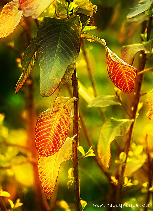 COLORS OF THE FALL