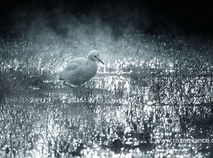 AN EGRET IN THE MORNING LIGHT