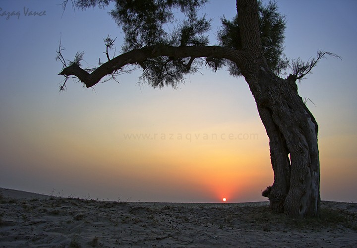 AN EVENING IN THE DESERT