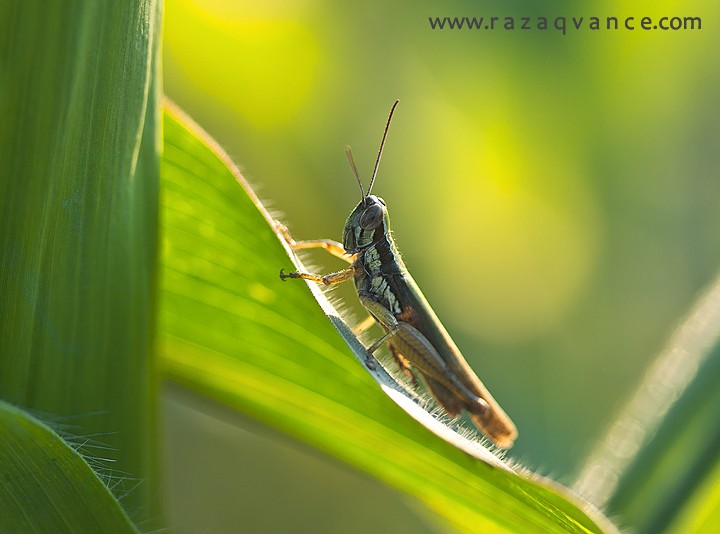 Grasshopper In The Morning light