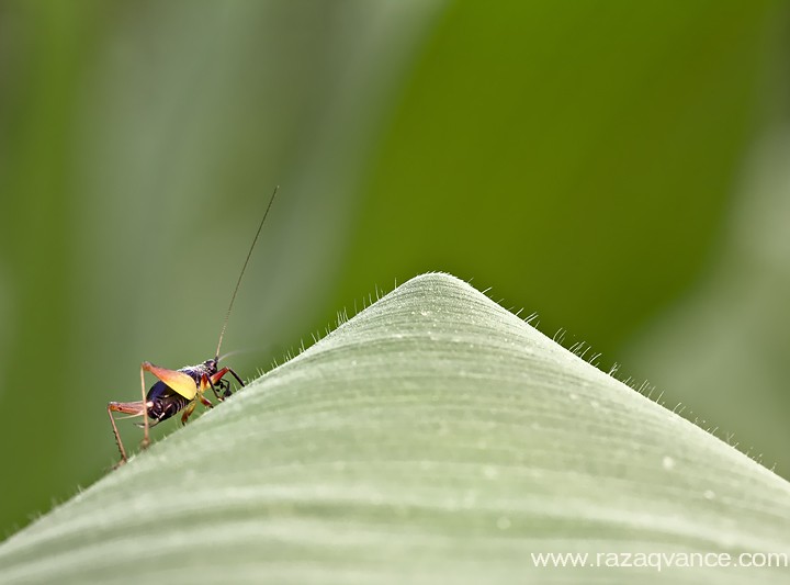 BEAUTY OF NATURE
