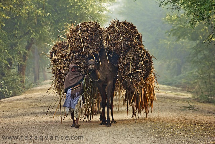 THE CAMEL CARAVAN IN THE MORNING