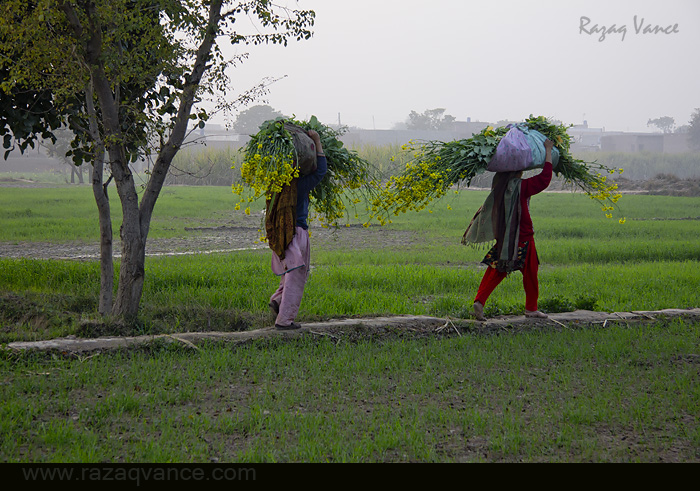 COLORS OF LIFE IN AN ASIAN VILLAGE