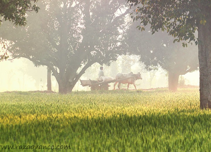 Dancing Light In The Morning