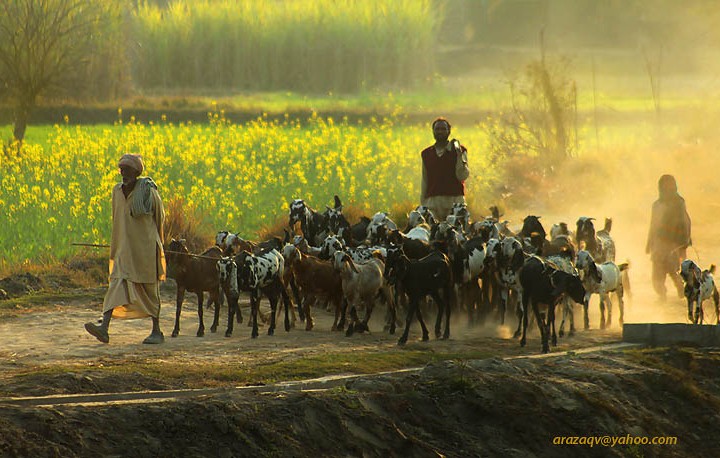 Shepherds Comming Back To Home In The evening