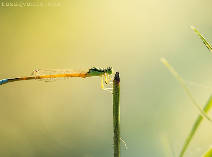 Spectacular Beauty Of Damselfly In Nature Photography