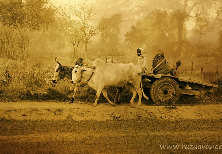 Peaceful Life Of Asian Farmers