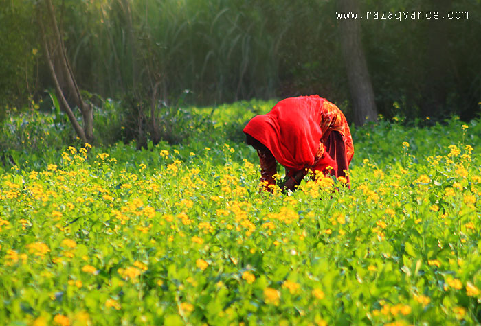 Red AND Yellow Colors Of My Land And People