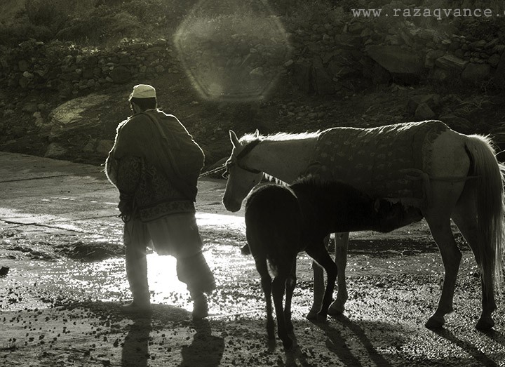 Amazing Picture Of A Colt Feeding On The Road