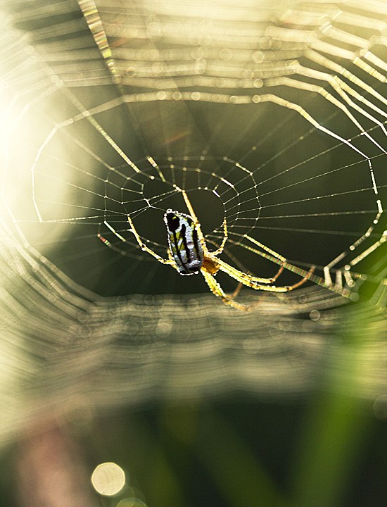 A Portrait Of Spider life In Winter Morning Light