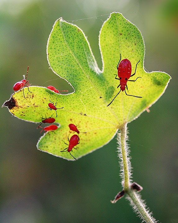 Life Of Red Seed Eating Bugs