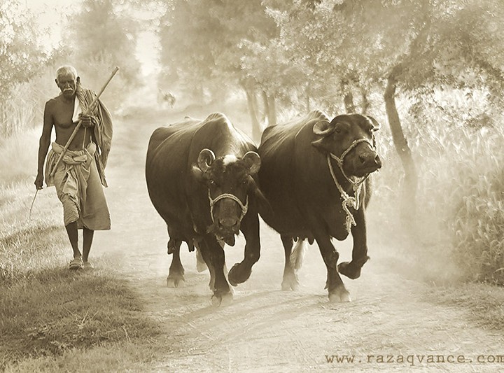 A Day In The Life Of A Farmer In Subcontinent