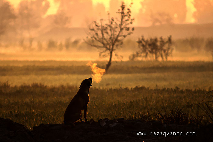 A Dog In A Frosty Winter Morning