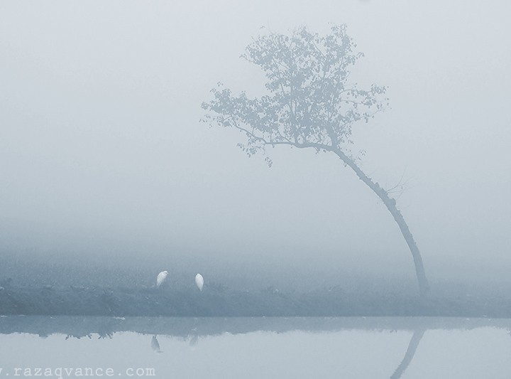 Nature Photography In A Foggy Winter Morning