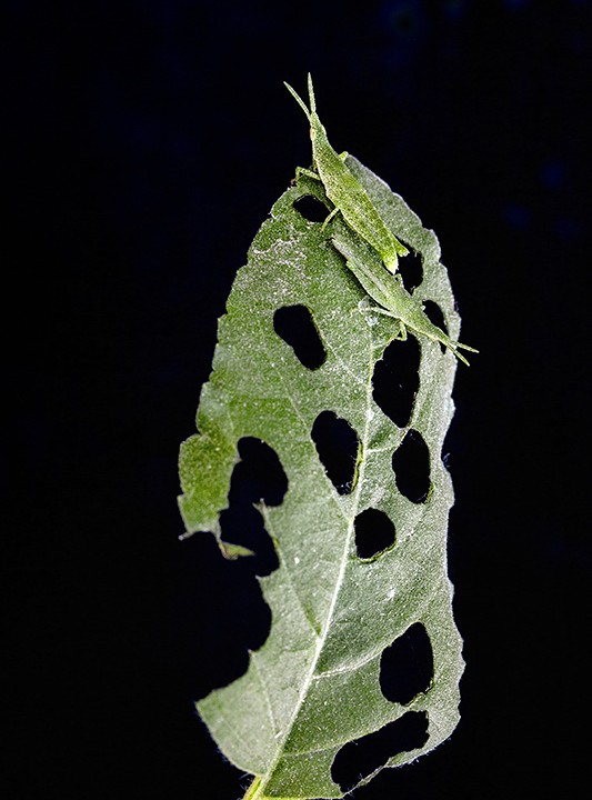 Designs Of Nature And Nature Photography