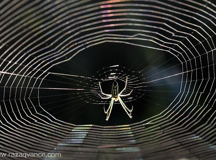 Amazing World OF Macro Photography