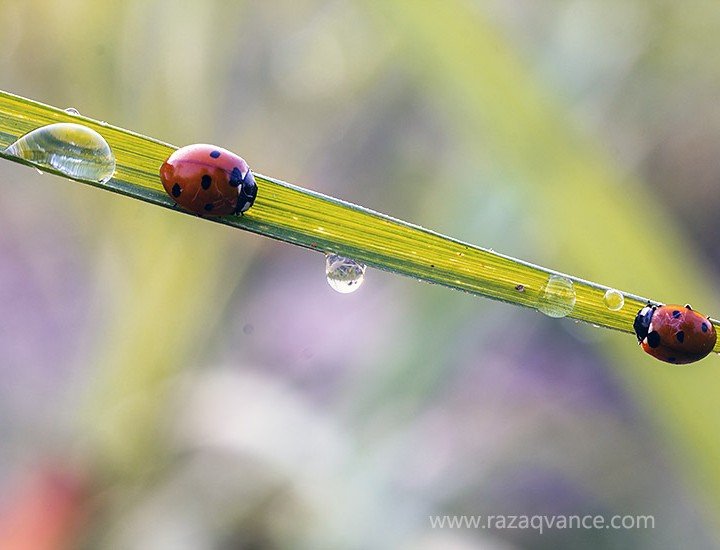Macro Photography And The Wonderful Beauty Of Beetle