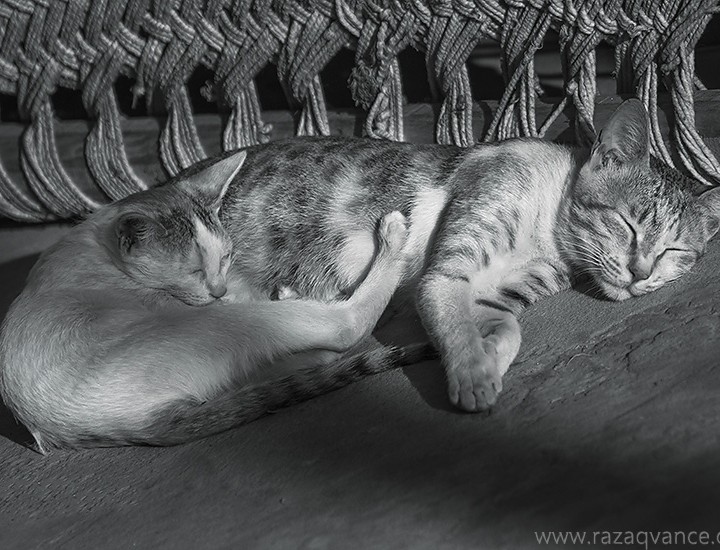 A Portrait Of Sleeping Beauty