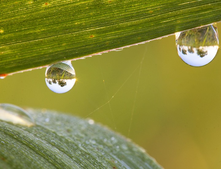 The Art Of Macro Photography And Power Of Composition
