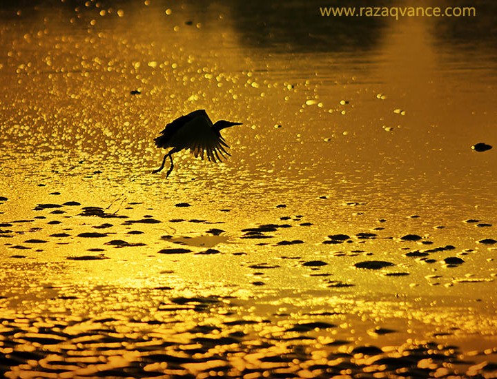 A Flight Over The River Of Gold