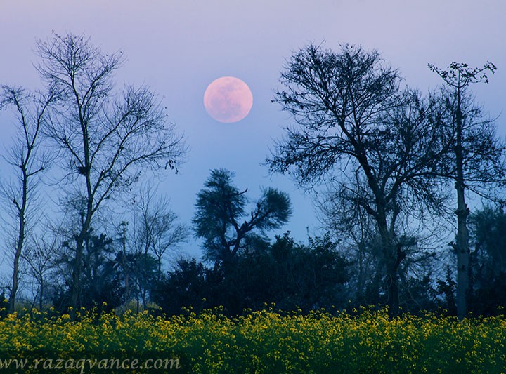 Full Moon Rising In A Romantic Evening Of November