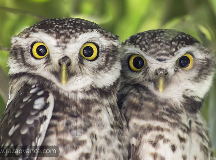 Eyes Of The Owls And Wnderful World Of Nature Photography