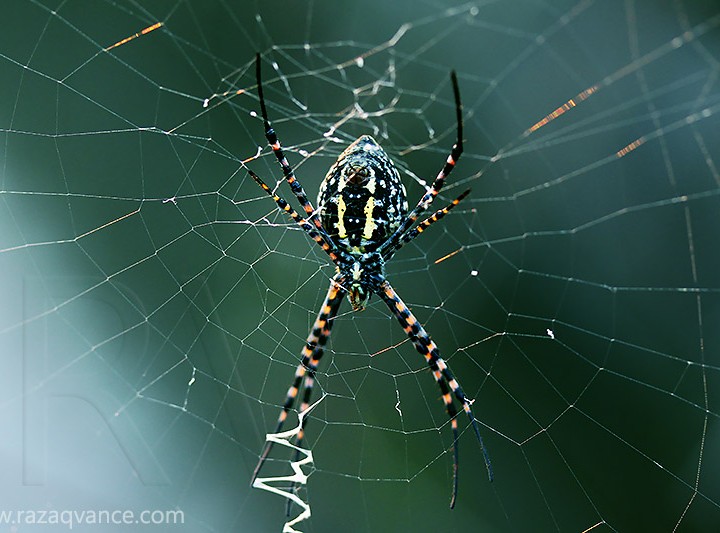Nature Photography And The Beauty Of A Signature Spider