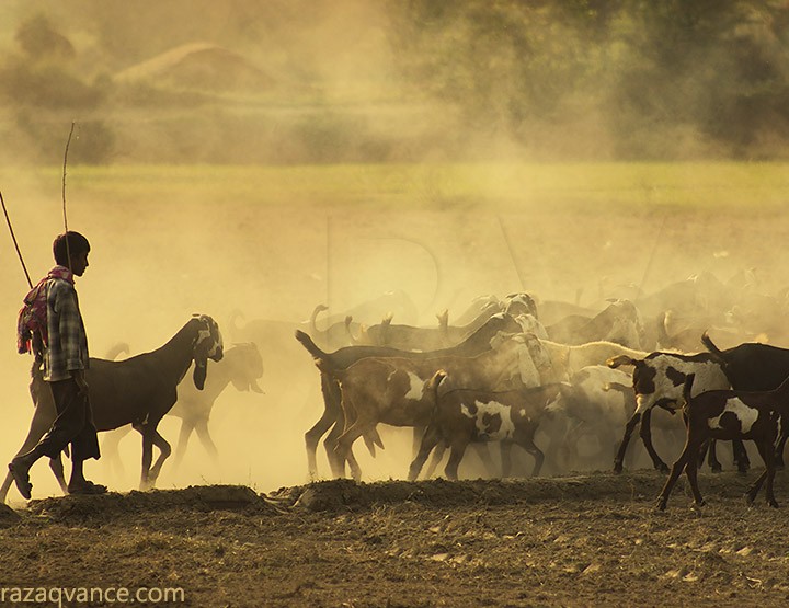 Shepherd Going Back To Home In A Glowing Evening