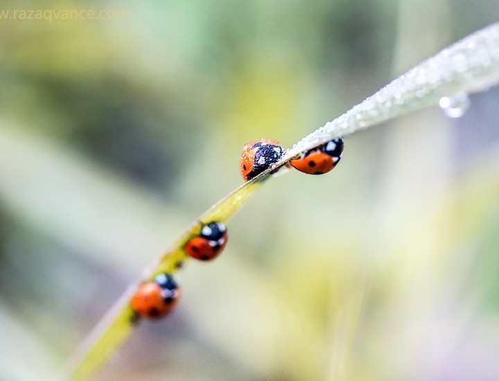 Macro Photography And The Wonderful World Of Nature