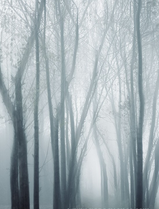 Woodland In A Foggy Morning And Fine Art photography