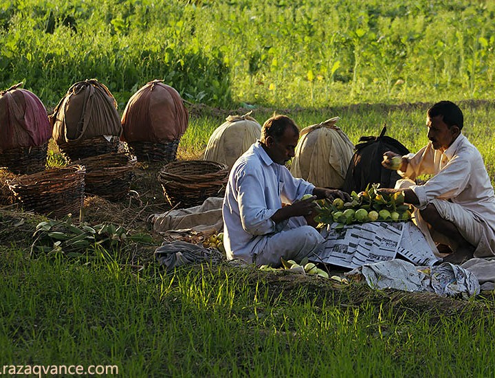 Busy Life Of Orchard Farmers In An Asian Village