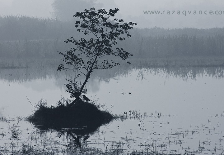 Beauty Of Life And Light In A Foggy Morning