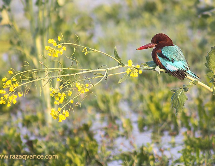 Birds Photography And Incredible Beauty Of Kingfisher