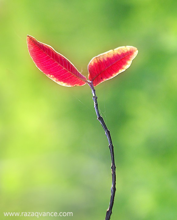 Simple Natural Beauty And Amazing Colors Of Autumn