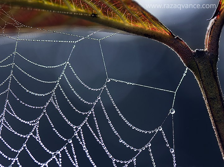 Architectural And Esthetic Beauty Of Spider Web