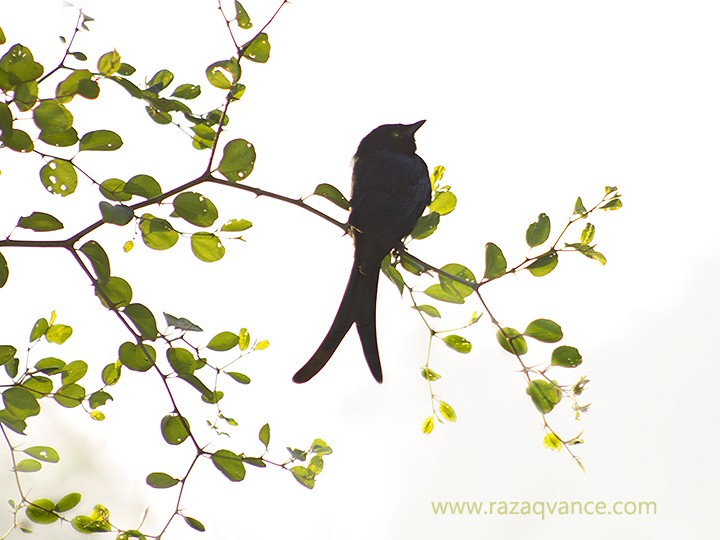 Fine Art Photography Of Birds With Medium Tele lens