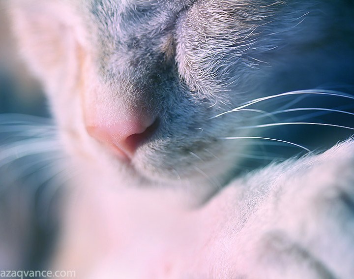 Art Of Photography And Sleeping Beauty Of Cats