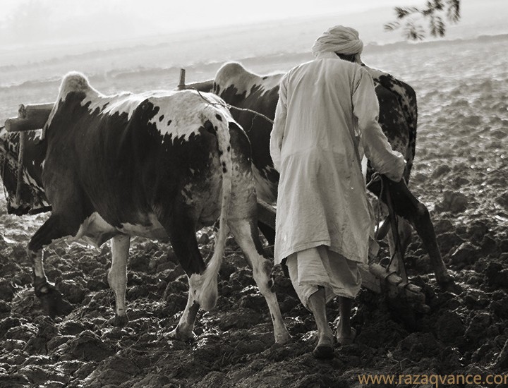 Documentary Photography And A Day In The Life Of A Farmer