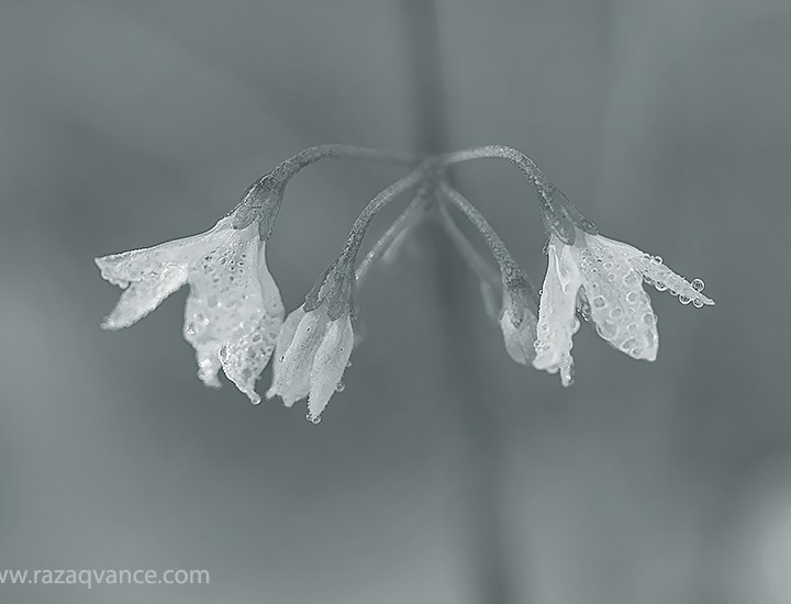 Beauty Of Flowers With Dew In A Winter Morning