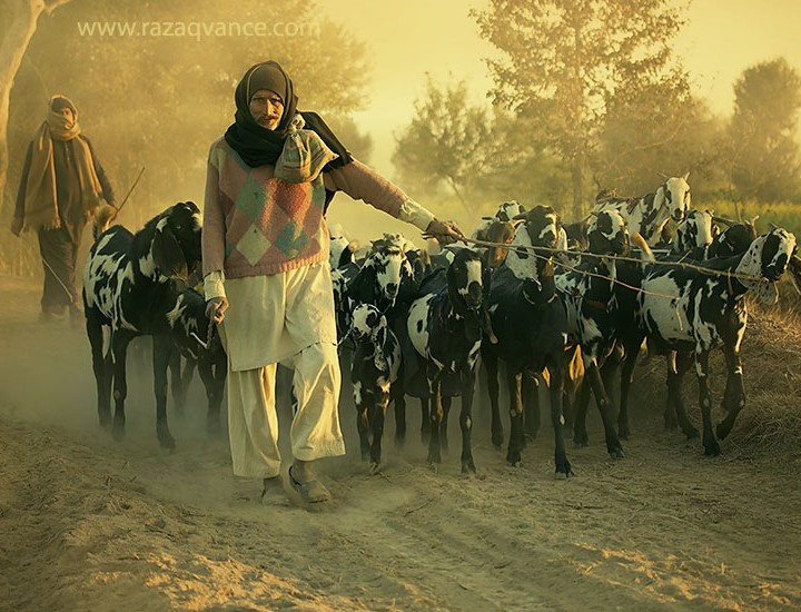Shepherds Going Back To Home In A December Evening