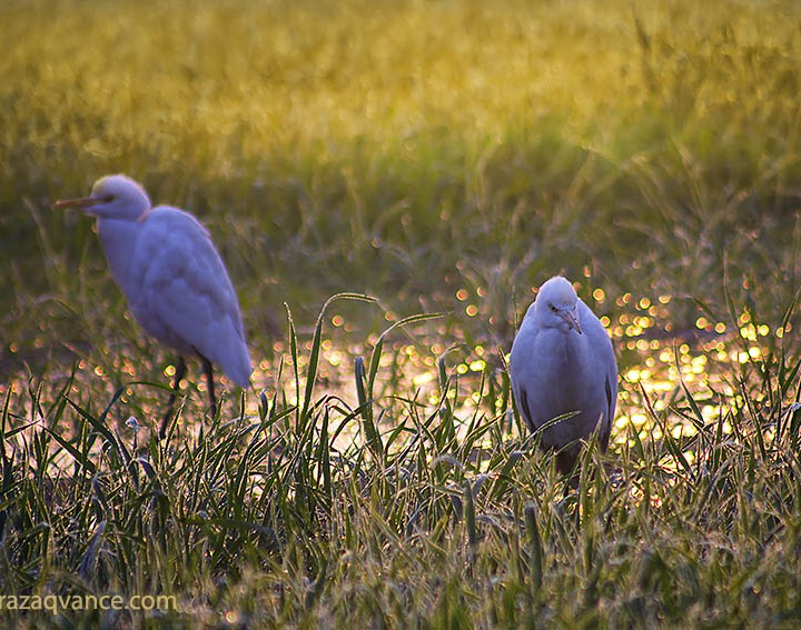 Wafting Mist And Beauty Of Birds In A winter Morning